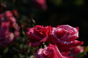 Pink and White Flower of Rose 'Grafin Sonja' in Full Bloom
