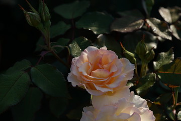 Light Cream Flower of Rose 'Grand Prize' in Full Bloom
