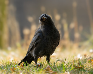 Eurasian Jackdaw (Corvus monedula) in a British Park, Newcastle upon Tyne, United Kingdom 