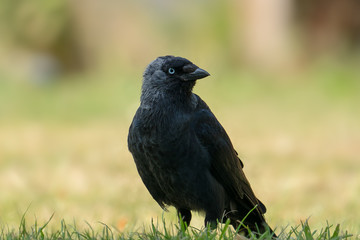 Blue-eyed Eurasian Jackdaw (Corvus monedula) in a British Park, Newcastle upon Tyne, United Kingdom 
