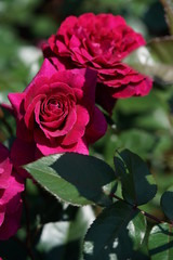 Pink Flower of Rose 'Gypsy Soul' in Full Bloom
