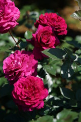 Pink Flower of Rose 'Gypsy Soul' in Full Bloom
