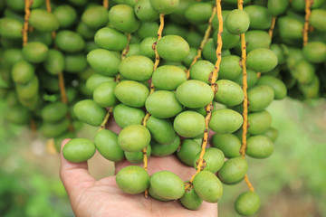 Green raw date palm or Palmae tree fgrowing with fruit in local organic agriculture fruitfarm in farm land