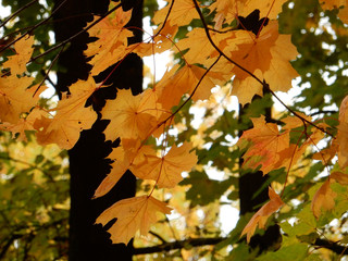 maple, autumn maple foliage against the sky, selective focus.