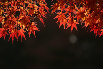 Close-up of autumnal leaves along the river. 川沿いの紅葉のクローズアップ	
