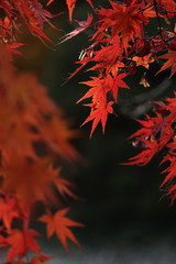 Close-up of autumnal leaves along the river. 川沿いの紅葉のクローズアップ	
