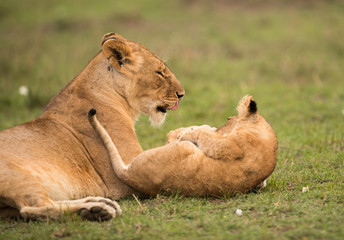 The lion is one of the four big cats and belongs to genus Panthera
