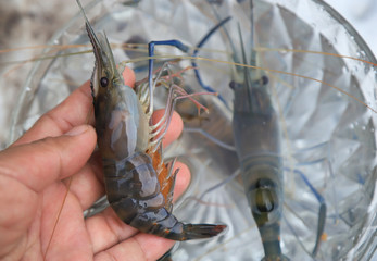 cleaning shrimp for cooking in home 