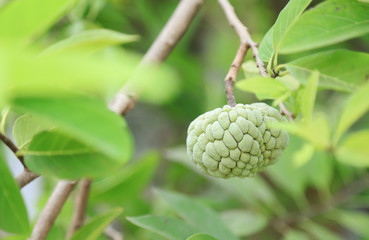 Fototapeta premium raw custard apple hanging on tree in organic fruit farm of local agriculture farmland