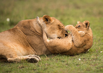 The lion is one of the four big cats and belongs to genus Panthera