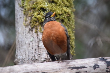 BC Robin