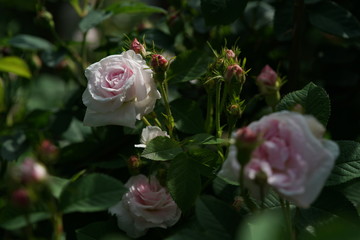 Faint Pink Flower of Rose 'Maiden's Blush' in Full Bloom
