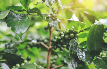 raw green organic coffee bean in farm fron rainy season 