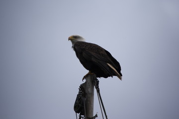 Eagle on a post