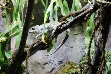 Iguana having a protective color on the branches of a tree