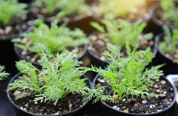 Obraz premium small dill plant in pot at home garden 