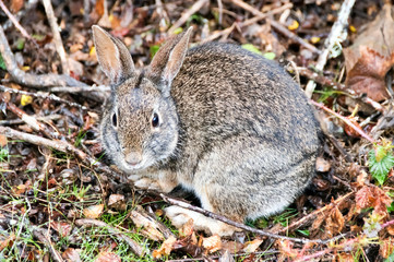 Naklejka na ściany i meble Desert Cottontail Rabbit on Alert. San Mateo County, California, USA.