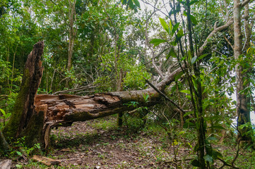 Tree fell in the middle of the forest.