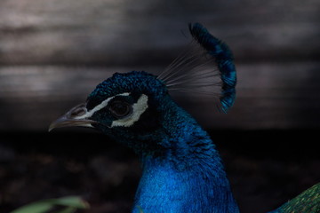 Peacock