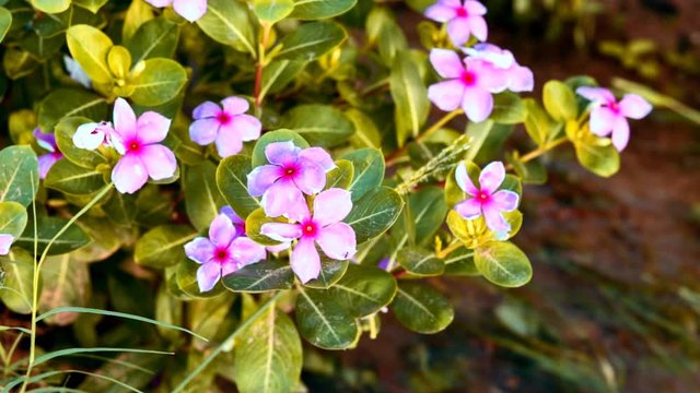 Beautiful arabian jasmine,catharanthus roseus, commonly known as bright eyes, Cape periwinkle, graveyard plant, Madagascar periwinkle, old maid,
