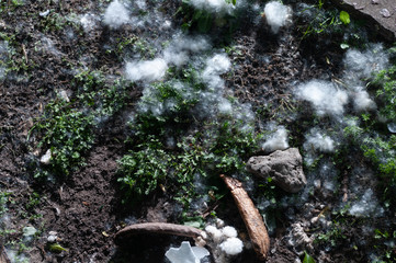 Pollen thrown on the ground