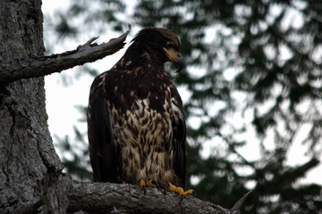 Juvenile eagle