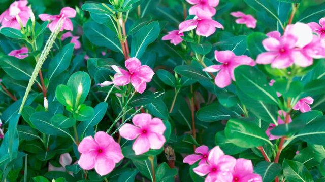 jasminum sambac, flowers and leaves,old maid, pink periwinkle, rose periwinkle,&nbsp;Indian Periwinkle, Madagascar Periwinkle, Pinkle-pinkle, Pink Periwinkle,
