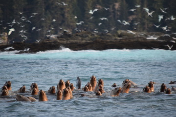 Seagulls and sealions at herring spawn