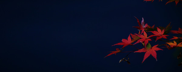 Close-up of autumnal leaves along the river. 川沿いの紅葉のクローズアップ	
