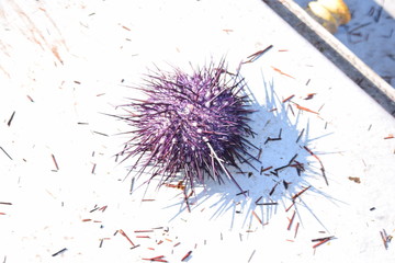 Large albino red sea urchin