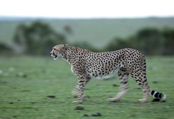 Cheetah is a big cat also know as the hunting leopard