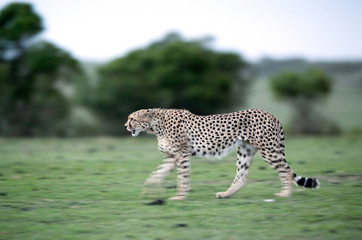 Cheetah is a big cat also know as the hunting leopard