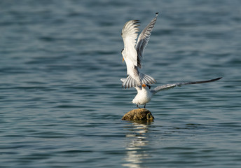 Terns are seabirds in the family Sternidae