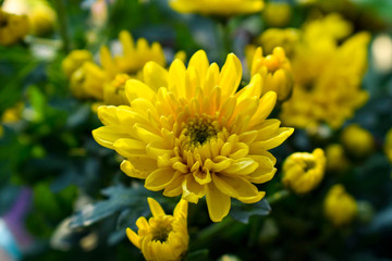 the yellow flowers