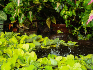 
water hyacinth plant