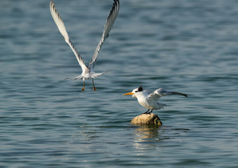 Terns are seabirds in the family Sternidae