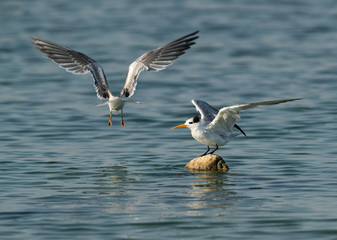 Terns are seabirds in the family Sternidae