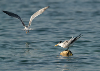 Terns are seabirds in the family Sternidae