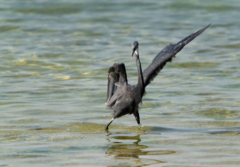 The western reef heron is also called the western reef egret