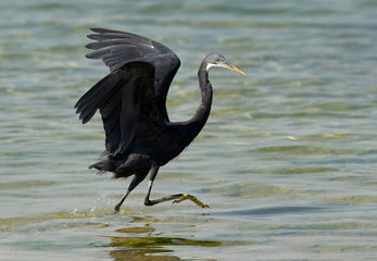 The western reef heron is also called the western reef egret