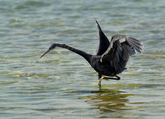 The western reef heron is also called the western reef egret