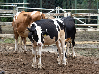 牛　ホルスタイン