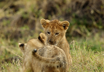 The lion is one of the four big cats and belongs to genus Panthera