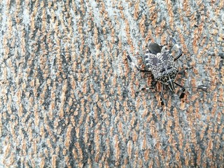 texture of the bark of a tree