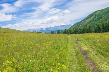 landscape beautiful mountains Altai with meadow grass and flowers
