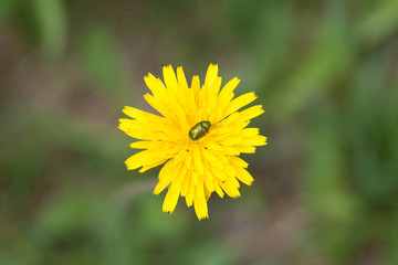 A closeup shot of an insect on a yellow flower under the sunlight