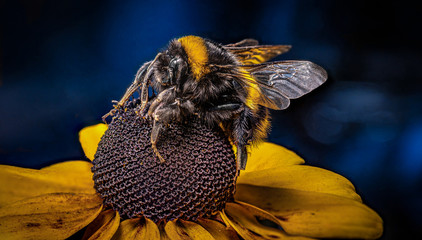 A large bumblebee on a flower collects pollen