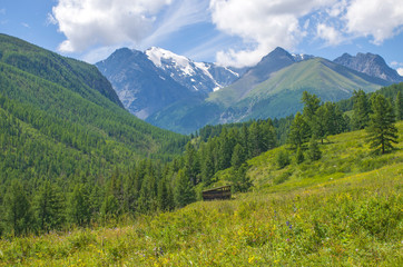 Fototapeta premium landscape beautiful snow top of Mount Altai with meadow grass and flowers 