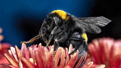 A large bumblebee on a flower collects pollen