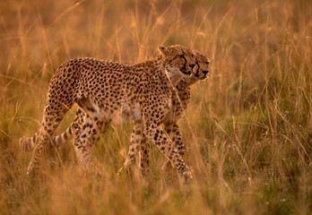 Cheetah is a big cat also know as the hunting leopard